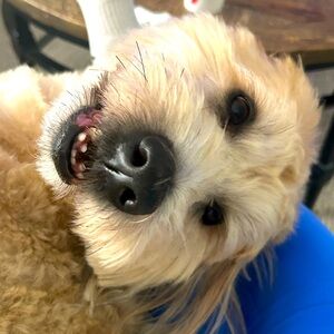 Meet your Posher, Sue